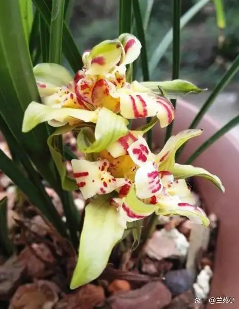 这款老种下山兰养一棵太带劲如彩虹般绚烂人称最美兰花