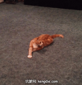 沙雕动图第237弹