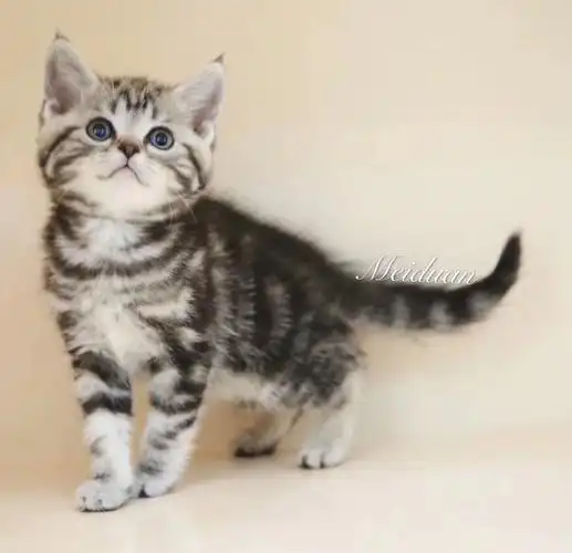 价钱2500~3500元品种美国短毛猫性别公母全有地区北京市 西城区年龄3