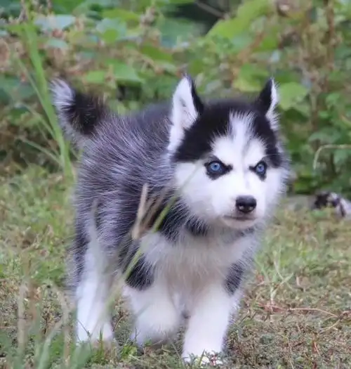 哈士奇y2-哈士奇-中型犬-幼犬出售-囧乐犬业