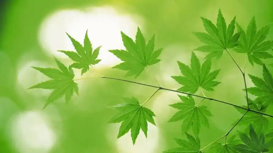 qq刷赞网站大全