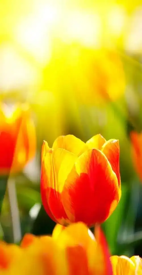 植物花卉高清壁纸护眼唯美小清新挺养眼的