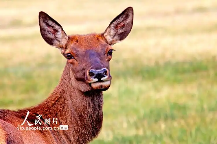 新疆哈密:草原丰美 马鹿成群