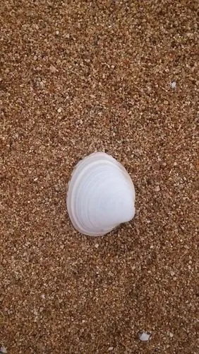 贝壳很白,难得找到这个沙滩 连云港港口