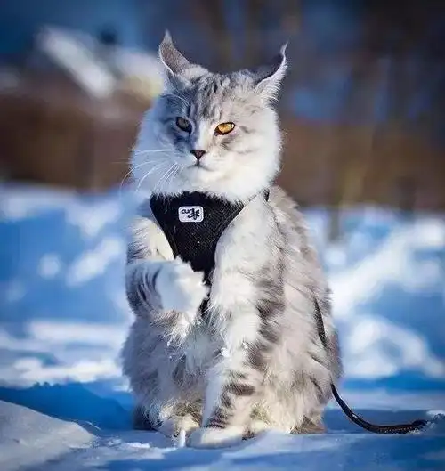 比缅因猫还要霸气的猫咪,到底是怎样的神奇存在?