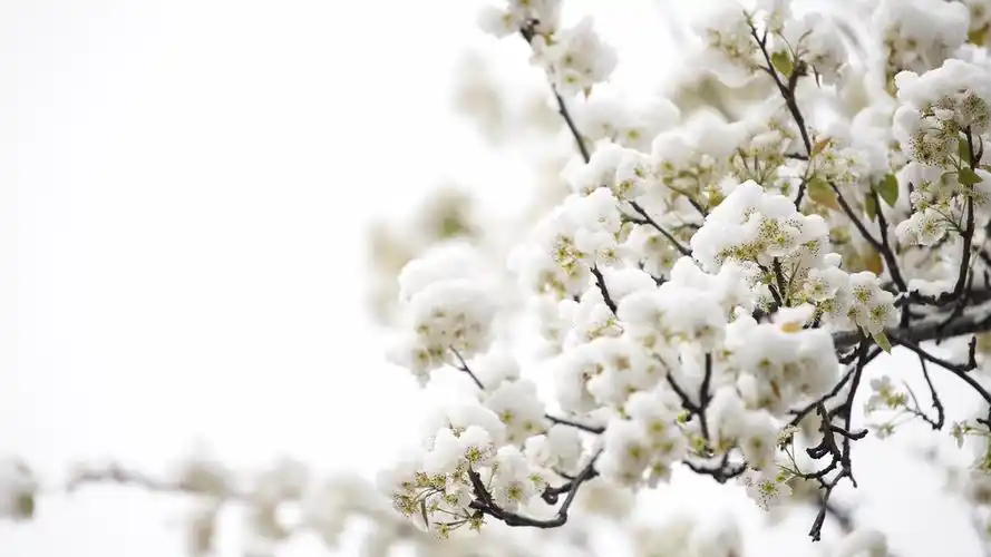 雪中梨花唯美高清桌面壁纸