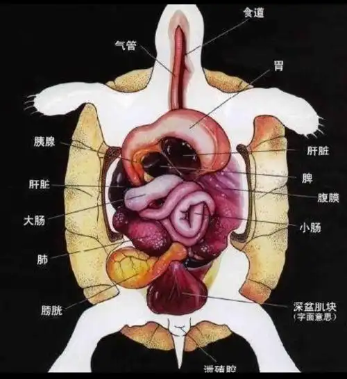 探索解剖后动物身上的秘密