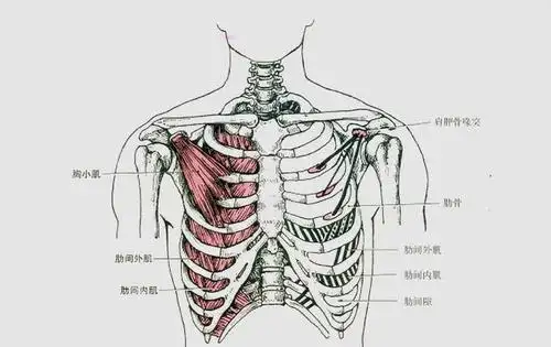 胸小肌起止点 转载自百家号作者:健身罗盘