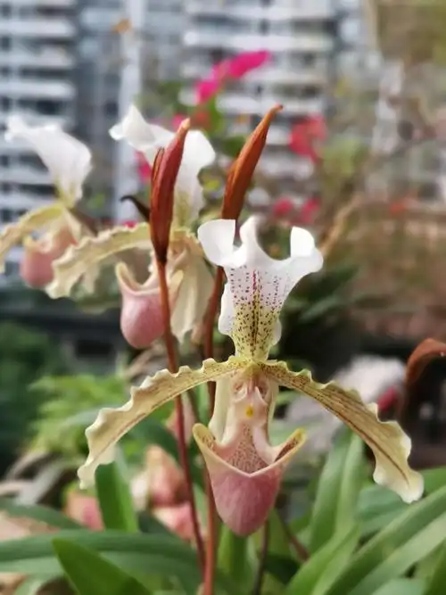 小叶兜兰艳丽姿美