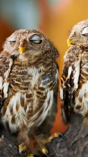 iphone 壁纸 两只猫头鹰睡觉