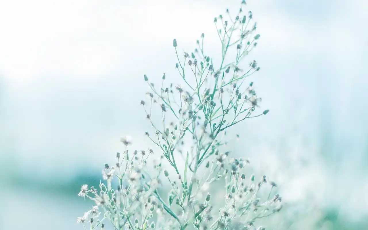 绿色护眼小清新植物桌面壁纸图片