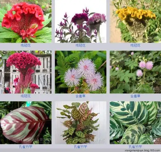 【转载】各种花卉名称图片大全