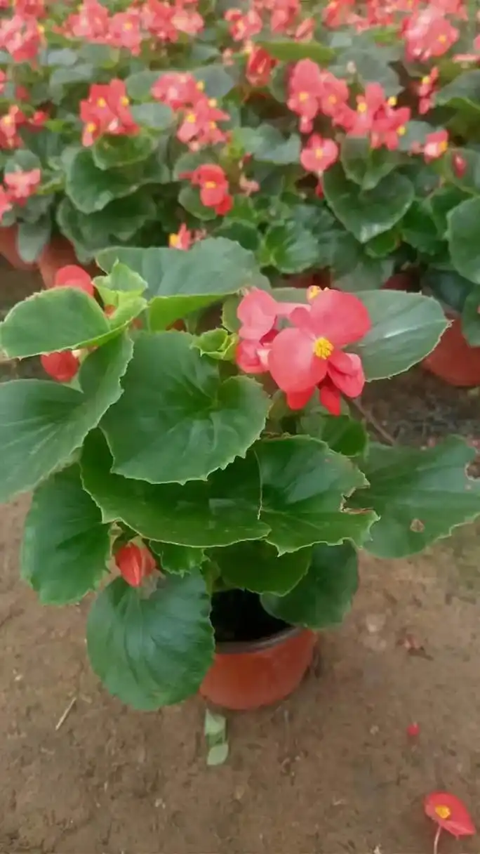 黑龙江四季海棠批发价格"花卉苗木专家,金通实惠供应,值得信赖!