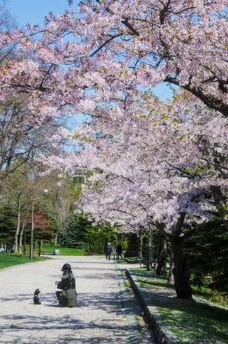 北海道樱花