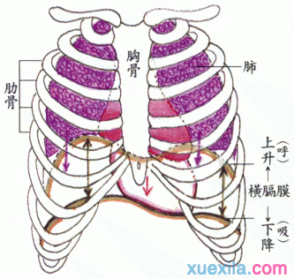 唱歌气息发声技巧
