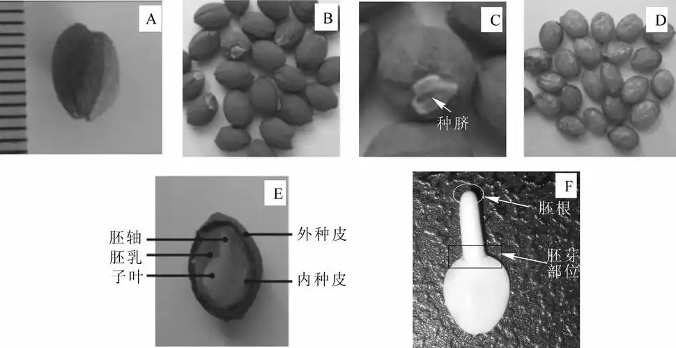 seed biological characteristics of styrax tonkinensis