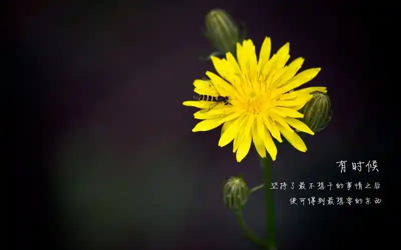 2021催人奋进的励志正能量语录新的一年砥砺前行