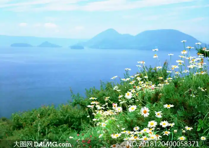 海岛上美丽的小野花摄影图片