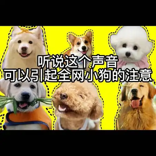 听说这个声音可以引起全网狗狗的注意