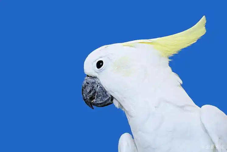 白色_硫_美冠鹦鹉_蓝色背景_图片大全—全景创意图库(quanjing.