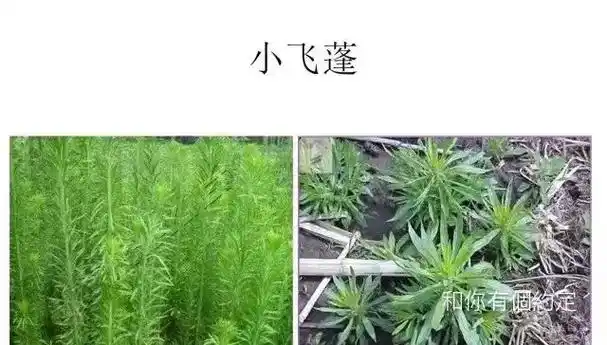 常见药用杂草——飞蓬草         小蓬草,为菊科飞蓬 - 抖音