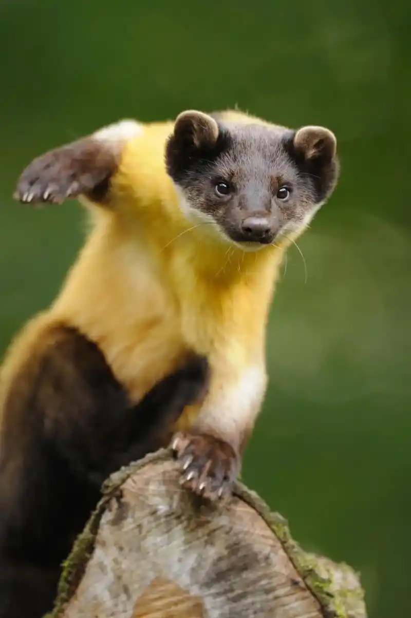 心情糟糕的时候,不妨幻想几只动物