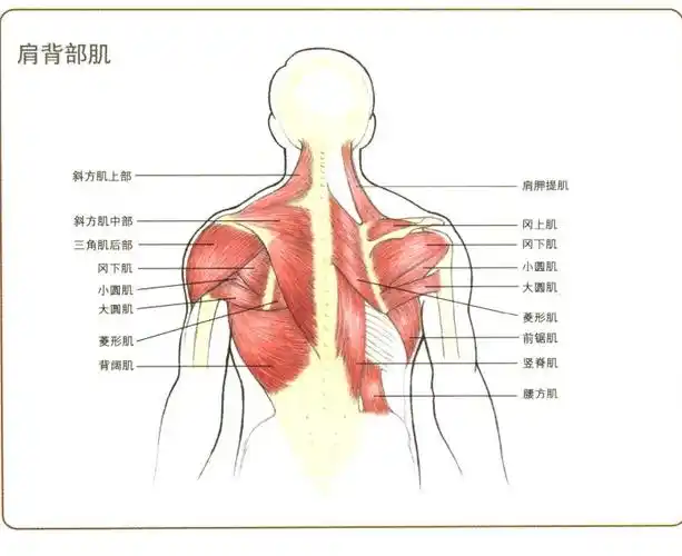 背部肌肉的六大分区训练法以及动作详解