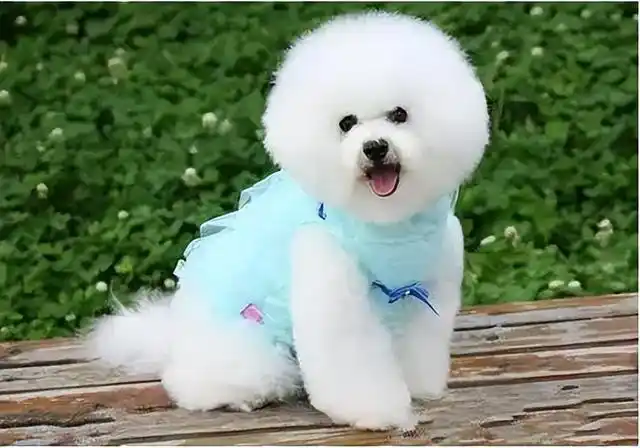 盘点6大最可爱最萌的狗狗,最萌的狗狗图片("很可爱"的5种狗)