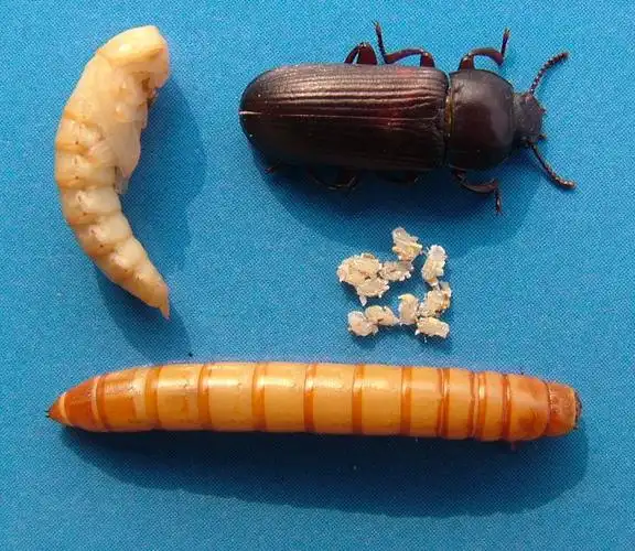 工具书 农业科技 > 黄粉虫养殖技术 (第二版)彩图2 蛹 彩图3 幼虫1