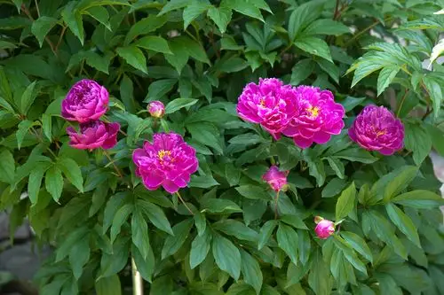 自家后院的芍药花开了