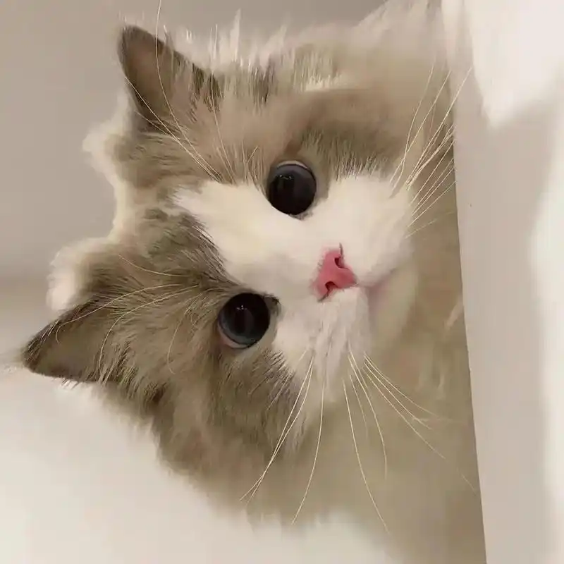 头像|超级可爱的情侣猫猫头像 喵