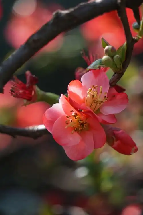 久违的太阳昨日再拍海棠花花开富贵