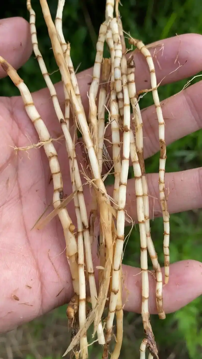 白茅根,它是你儿时的回忆吗?