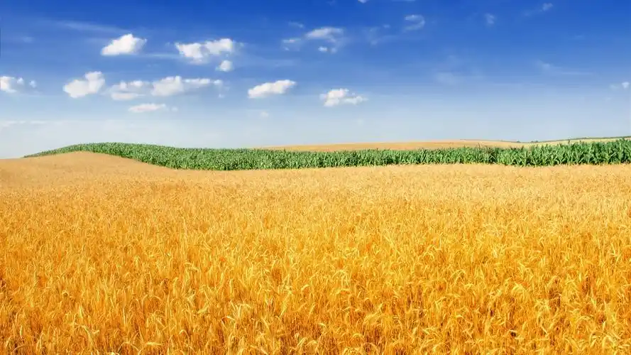 金黄麦田-2016高品质高清壁纸