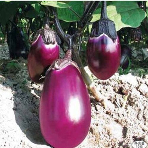 茄子种子 红茄一号  胖椭圆型茄子 很好吃品种 蔬菜种子家庭种植阳台