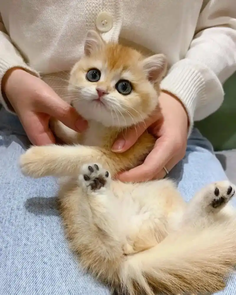甜美系ny12色金渐层找新家啦!金渐层 幼猫 英短 短毛  - 抖音