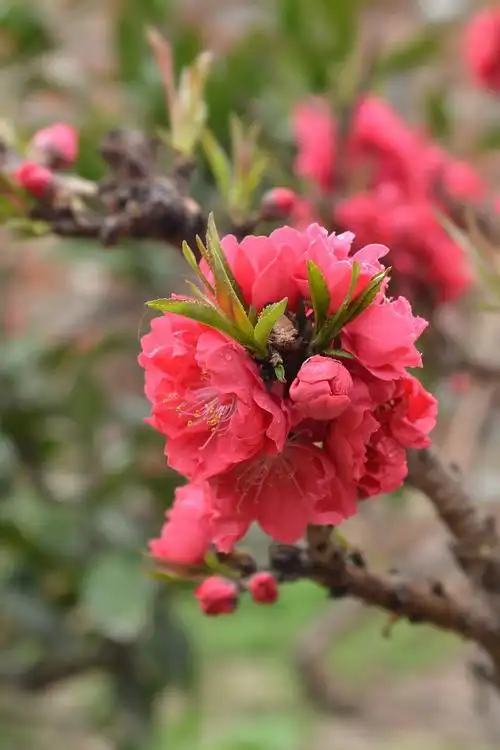 红红火火 热热烈烈-----怒放的油桃花