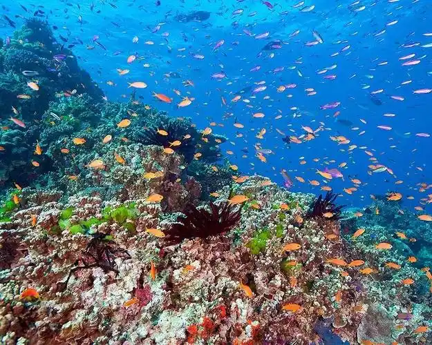 世界上最大的海竟是美丽的珊瑚海世界上最美丽的珊瑚是什么