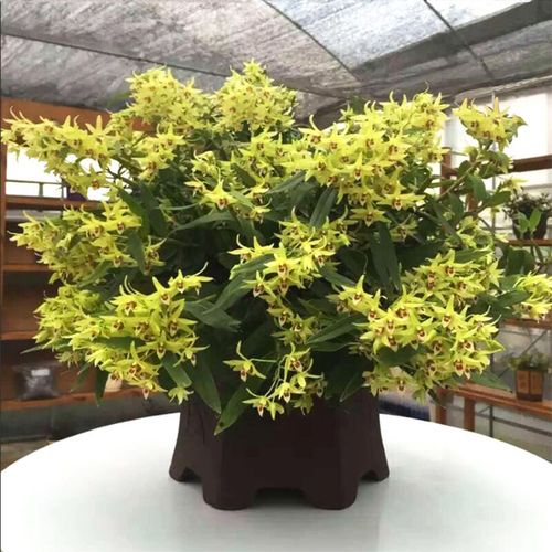 江楠枫 铁皮石斛苗大树桩 边吃可种铁皮石斛枫斗风斗粉干花