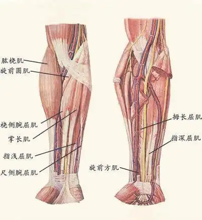 所以,除了练上臂肌肉外,我们也要额外加强一下前臂训练.