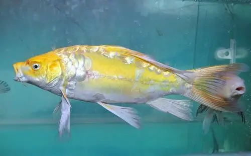 德国锦鲤的特点