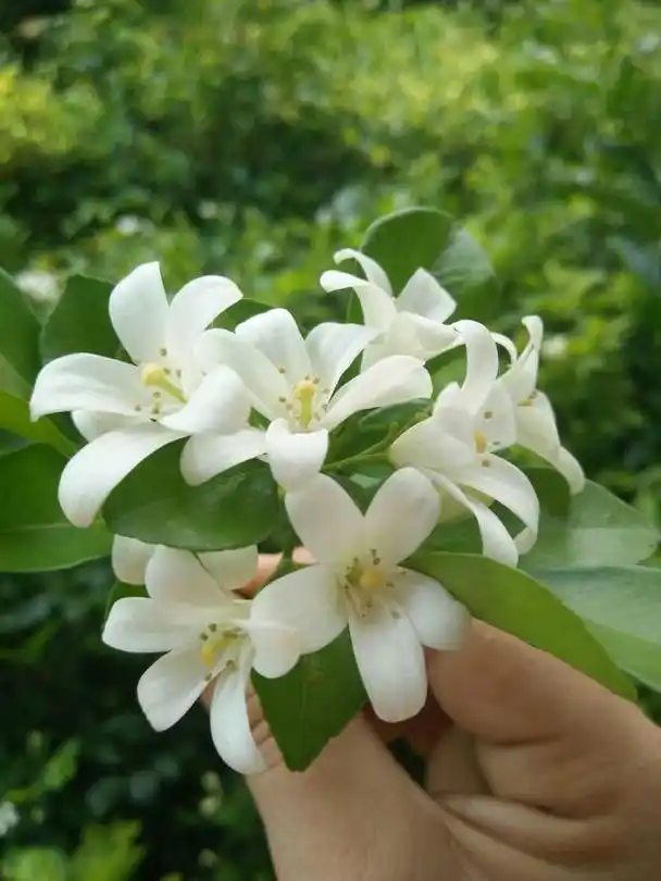 相信许多人都见过九里香,它又叫七里香,四季常青,白色花瓣矗立于绿色