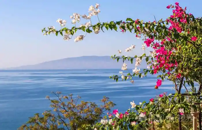 海和海的背景上有紫色的三角梅花