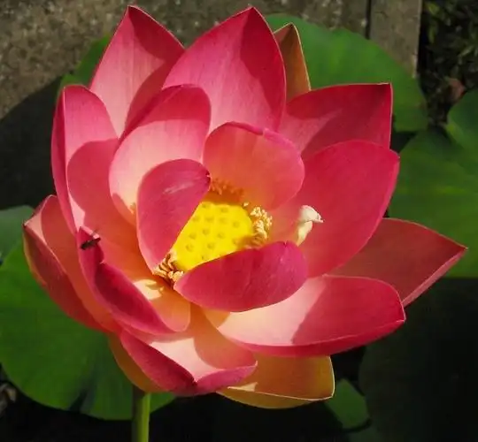 偑利夫人莲花mrs. perry d. slocum (nelumbo)