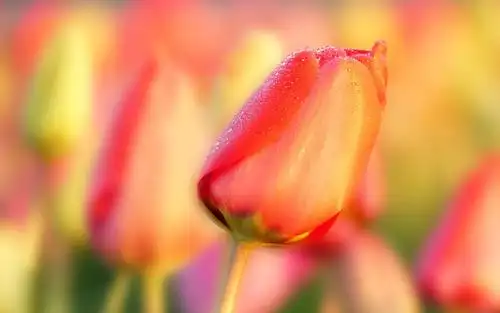 妖而不艳的小清新郁金香,鲜花-回车桌面