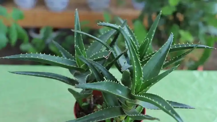 木立芦荟怎么养殖