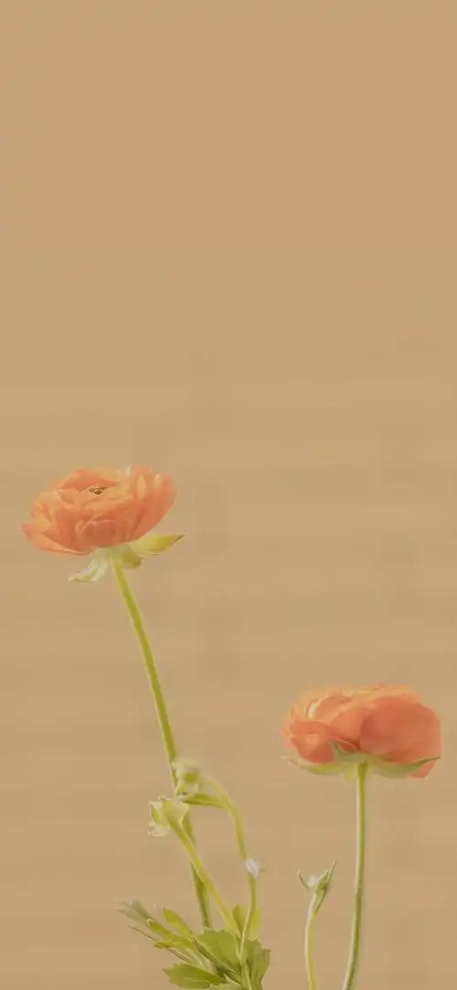 壁纸2021手机壁纸安排一组