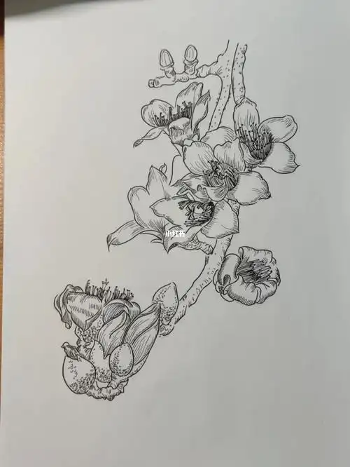 线描画练习木棉