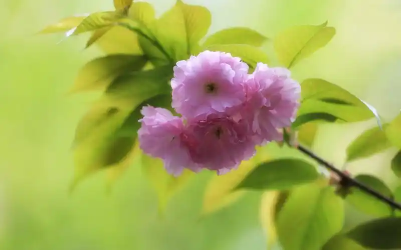 唯美盛开的粉色樱花图片电脑壁纸