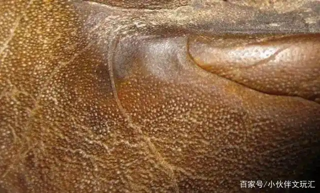 仿犀牛角的蹄子料